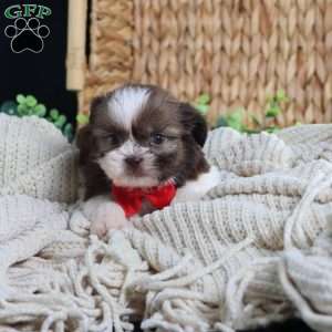 Gus (Mini), Shih Tzu Puppy